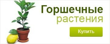 банер